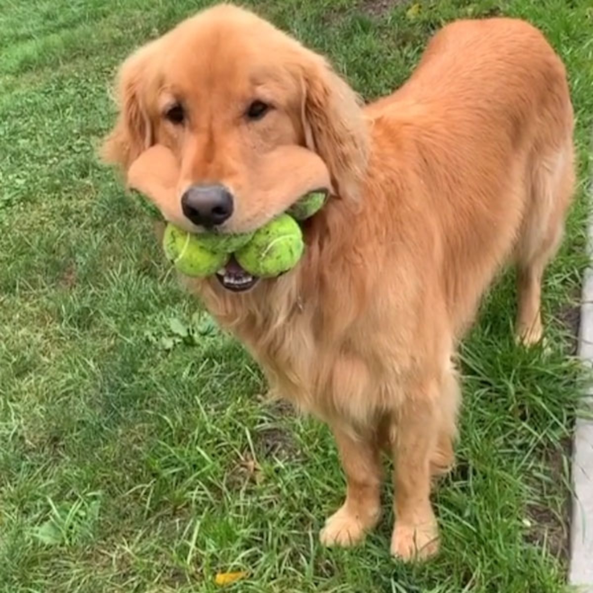 This Record Breaking Dog Can Fit 6 Yes 6 Tennis Balls In His Mouth E Online Ca